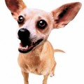 Taco Bell Chihuahua